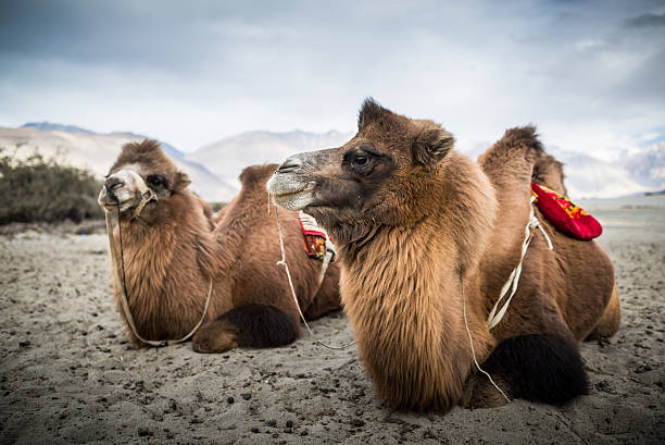 istock Camel is waiting for tourists in Nubra Valley, Leh. 452351531