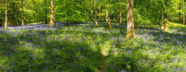 istock Idyllic forest trail through wild buebell woods dappled summer sunlight 452351755