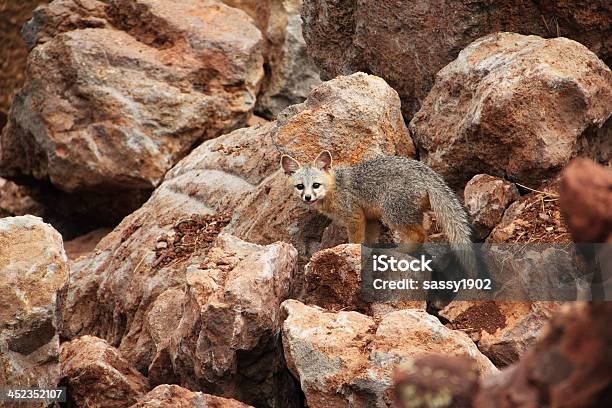 Gray Fox Kit Young Stock Photo - Download Image Now - Animal, Animal  Attribute, Animal Behavior - iStock