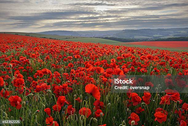 Poppies Foto de stock y más banco de imágenes de Aire libre - Aire libre, Amanecer, Amapola - Planta