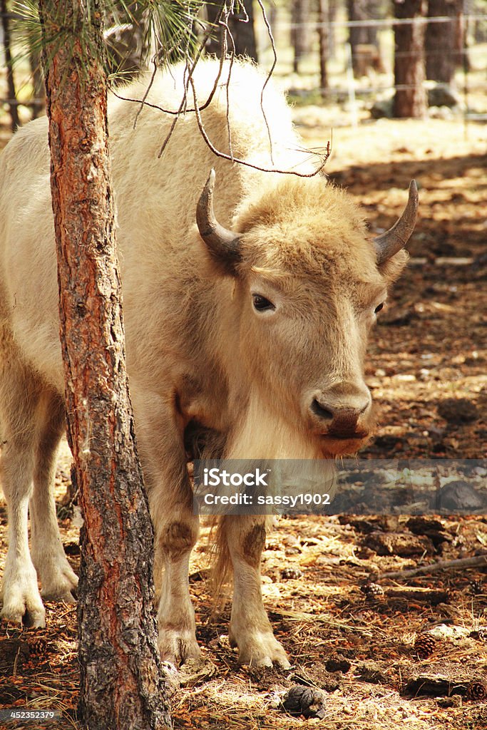 Белый бизон Буффало животного - Стоковые фото State Wildlife Reserve роялти-фри