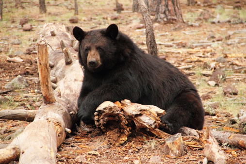 An American Black Bear leaning by a tree trunk. The American black bear (Ursus americanus) is a medium-sized bear native to North America. It is the continent's smallest and most widely distributed bear species. Black bears are omnivores with their diets varying greatly depending on season search of food.