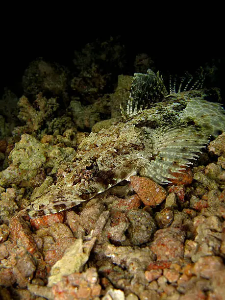 Indian ocean crocodilefish (papilloculiceps longiceps). Taken at Ras Mohamed in Red Sea Egypt.