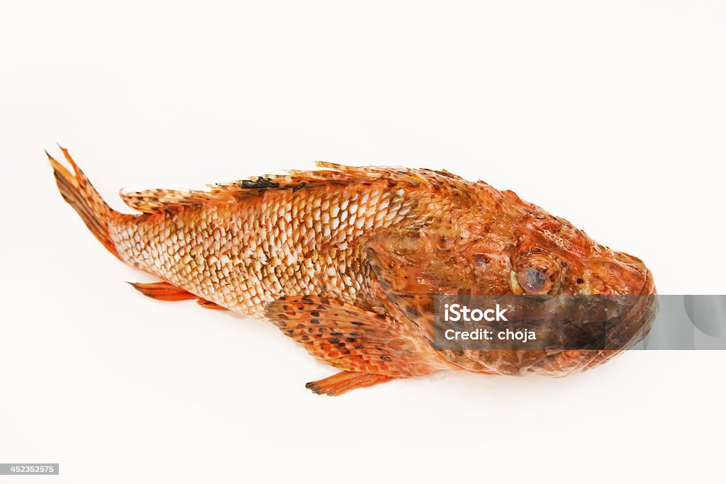 Scorpaena Scrofa,Scorpion fish prepaired for cooking Animal Stock Photo