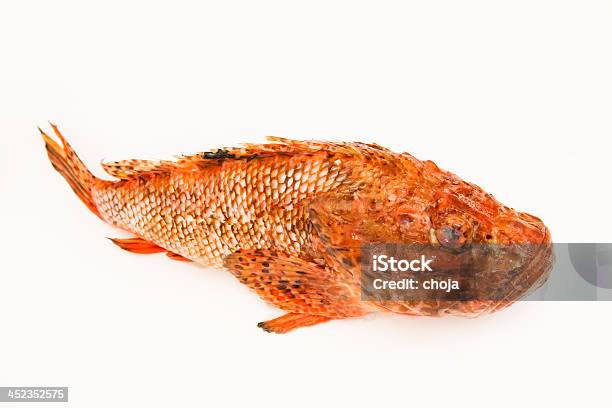 Scorpaena Scrofascorpion Fish Prepaired For Cooking Stock Photo - Download Image Now