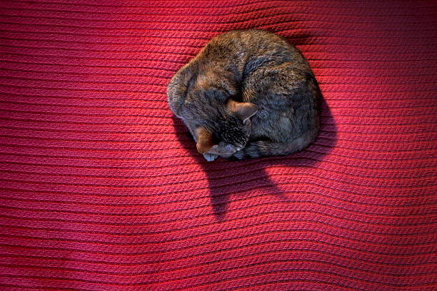 Cat on a Red Blanket stock photo