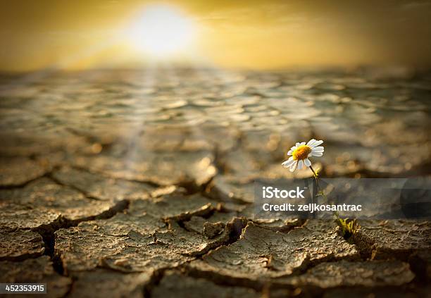 Flower Sprouting Through The Cracks Stock Photo - Download Image Now - Conquering Adversity, Adversity, Growth