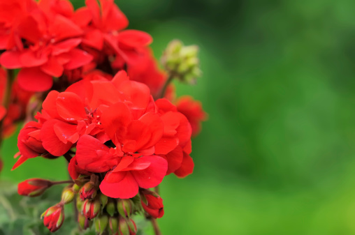 geraniums or storksbills