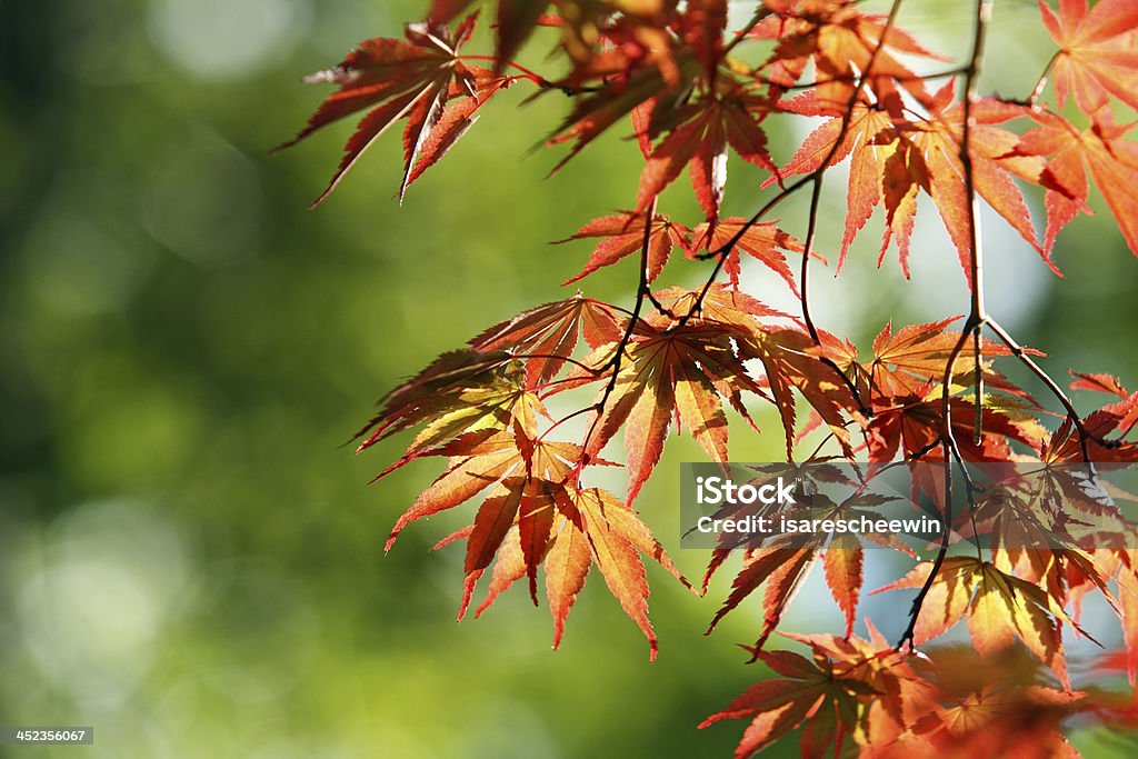 Arce japonés, Japón - Foto de stock de Aire libre libre de derechos