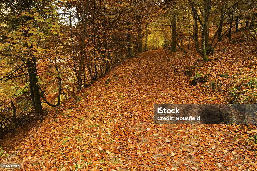 Pershire ambra - Foto stock royalty-free di Albero