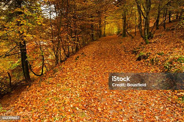 Pershire Ambra - Fotografie stock e altre immagini di Albero - Albero, Ambientazione esterna, Ambiente