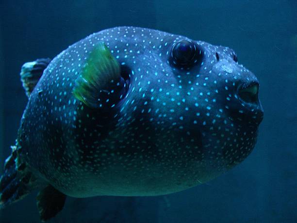 blowfish aquário - aquaristik imagens e fotografias de stock