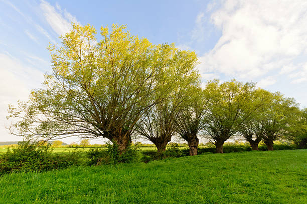 A row of Willow trees which have been coppiced in their past life.