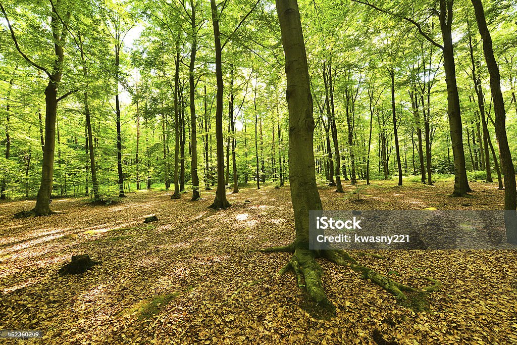 Bosque de árboles - Foto de stock de Aire libre libre de derechos