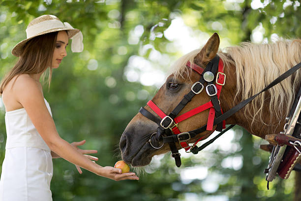 frau füttern horse - pferdeäpfel stock-fotos und bilder