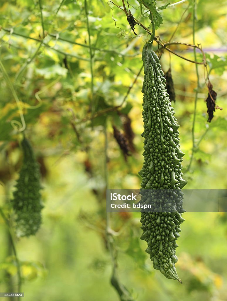 Momordica verde - Foto de stock de Agricultura libre de derechos