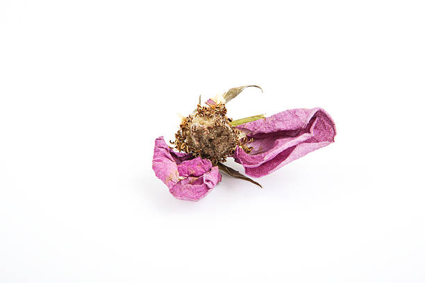 Dead Purple Flower stock photo