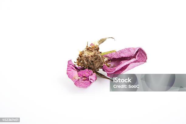Dead Purple Flower Stock Photo - Download Image Now - Dead Plant, Fungus, Horizontal