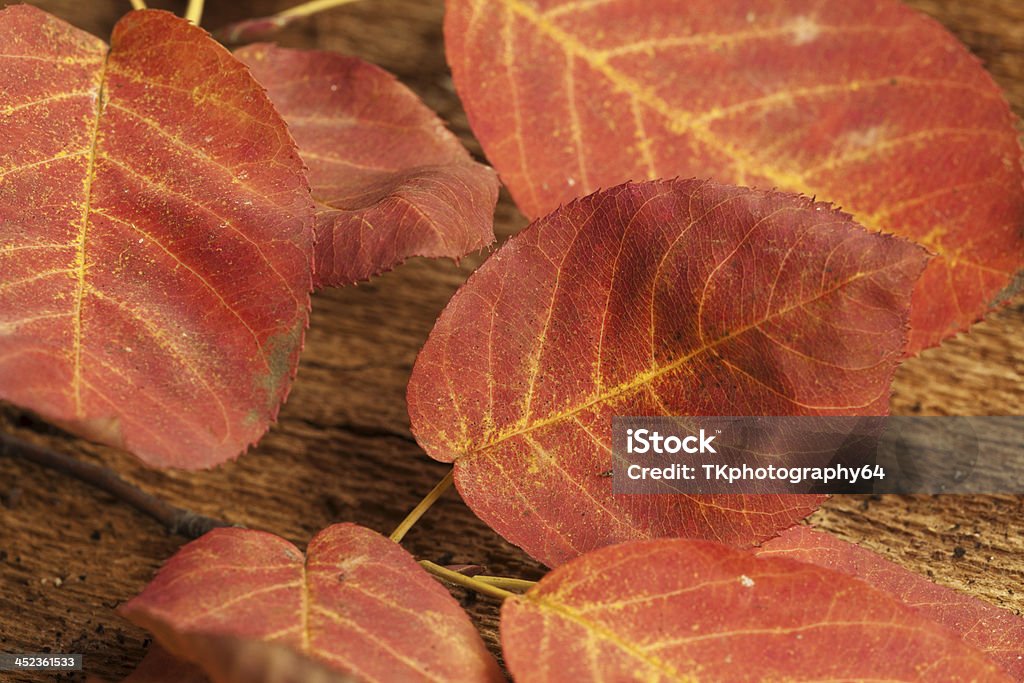 Beech leaf - Lizenzfrei Baumrinde Stock-Foto