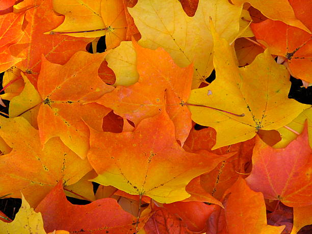 istock Orange and yellow maple leaves in Autumn 452362653