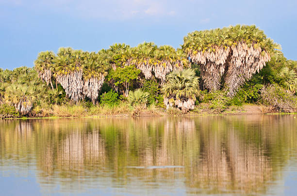 istock palm trees reflecting in the lake manze 452365347