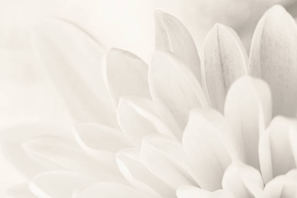 istock White chrysanthemum petals macro shot 452366973