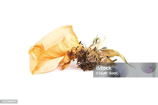 Dead Flower With A Leave Stock Photo - Download Image Now - Dead, Flower, Fungus