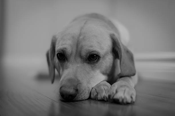 waiting for you to come home stock photo