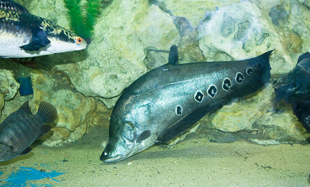 Knifefish Knifefish (latin name Chitala), lives in rivers of South and South-Eastern Asia. chitala stock pictures, royalty-free photos & images
