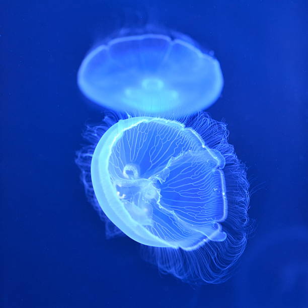 istock underwater image of jellyfishes 452370341
