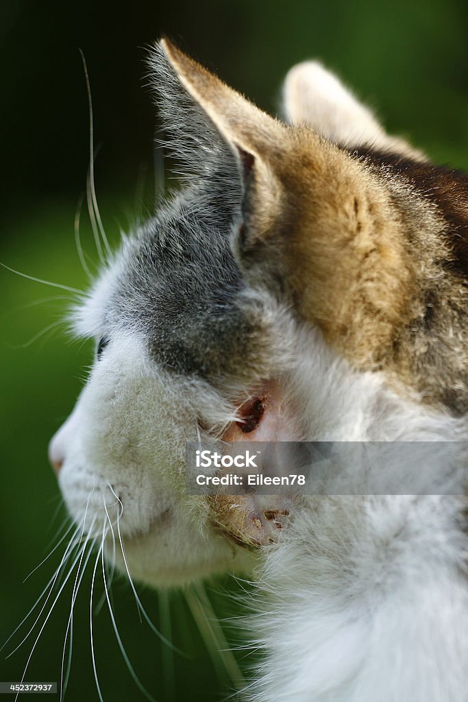 Chipmunk mit einer Bisswunde - Lizenzfrei Hauskatze Stock-Foto