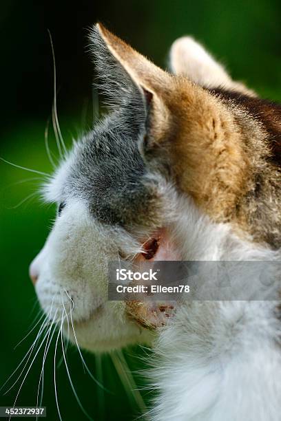 Katze Mit Einer Bisswunde Foto de stock y más banco de imágenes de Gato doméstico - Gato doméstico, Herida, Inflamación