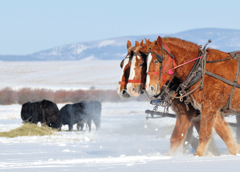 Beautiful Montana winter scene. Three draft horses abreast pulling a sleigh filled with hay for cattle.