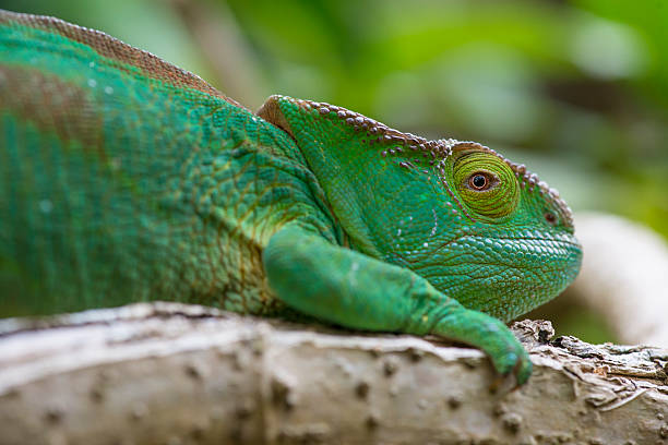 istock Parson's chameleon (Calumma parsonii) in Madgascar 452374135
