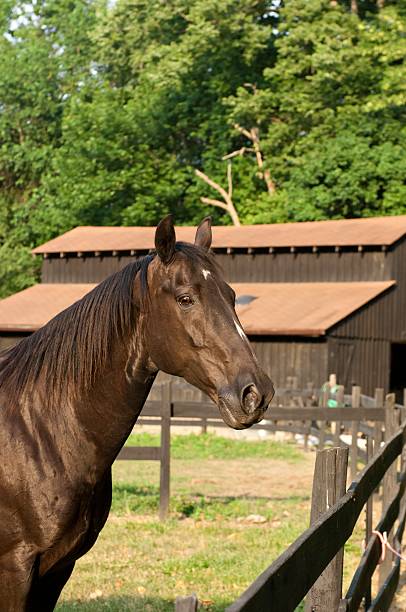 istock Horse in front of Barn 452374721