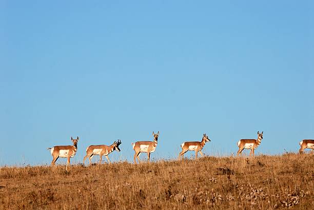 Proghorn Antelope on a Ridge stock photo