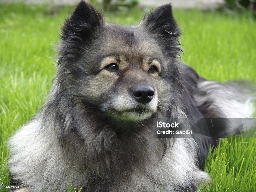 Собака wolfsspitz - Стоковые фото Keeshond роялти-фри
