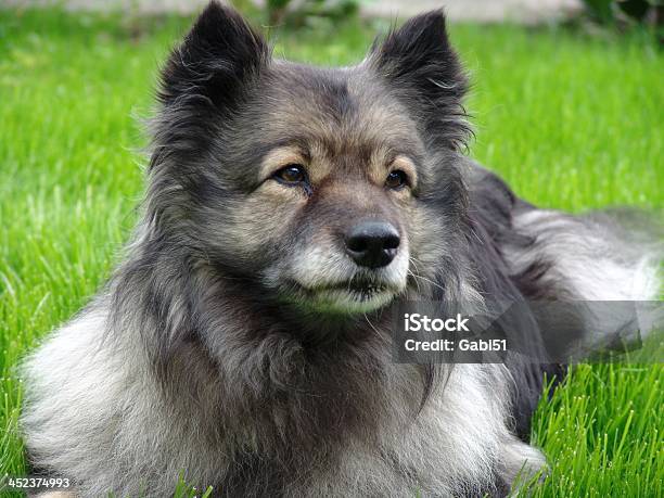 Собака Wolfsspitz — стоковые фотографии и другие картинки Keeshond - Keeshond, Бегать, Без людей