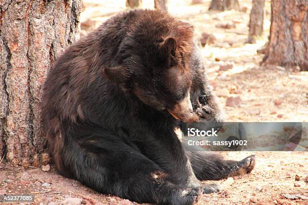 Oso Negro Americano Ursus Americanus Foto de stock y más banco de imágenes de Aire libre - Aire libre, Aislado, Alimentar