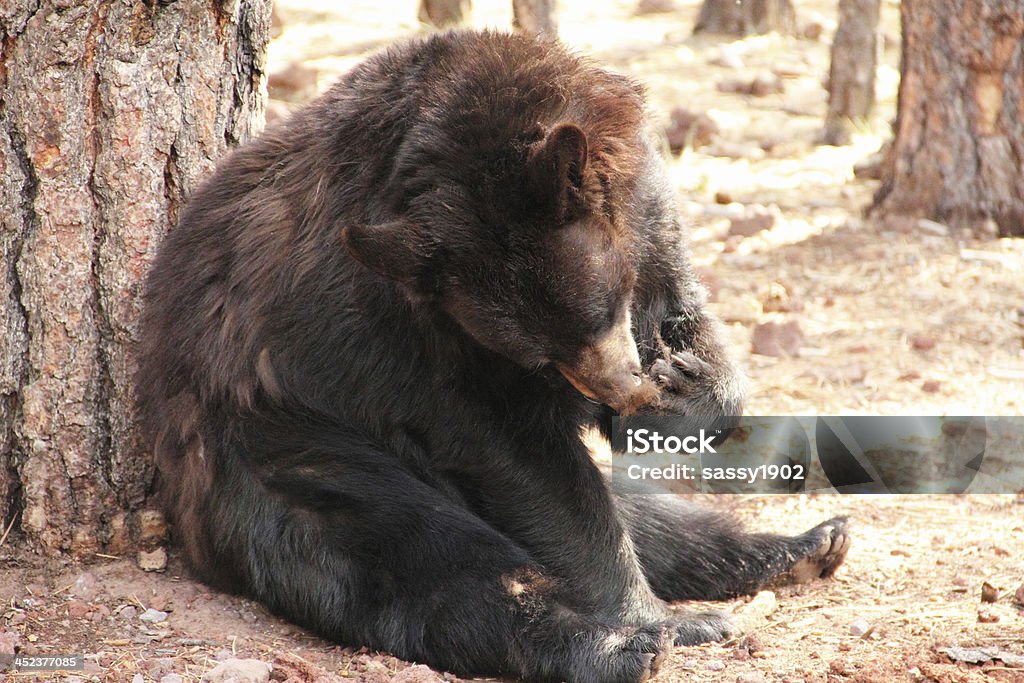 アメリカクロクマ Ursus Americanus - きれいにするのロイヤリティフリーストックフォト