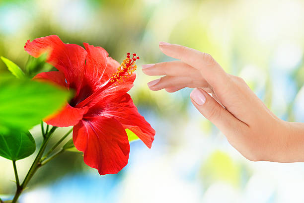 Red flower with woman's hand stock photo