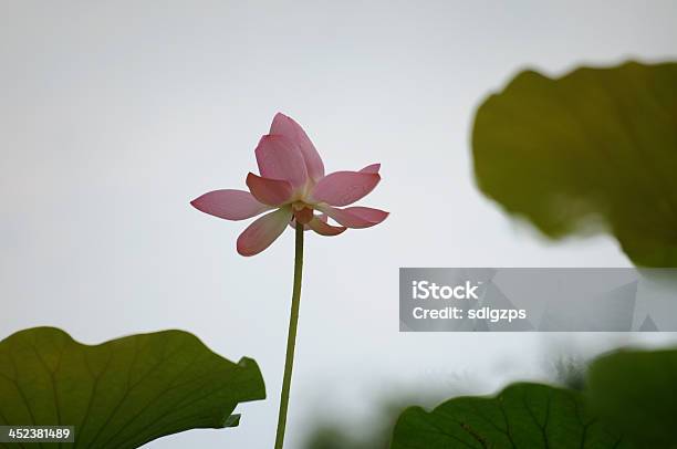 Water Lily Stock Photo - Download Image Now - Beauty, Beauty In Nature, Blossom