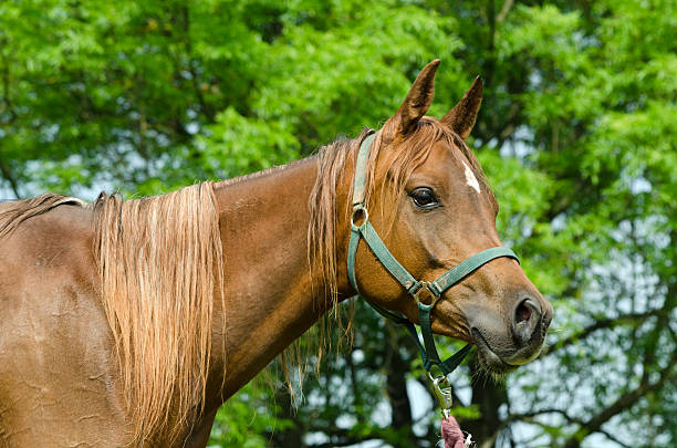 Asil Arabian horses (Asil means - this arabian horses are of pure egyptian descent) - mare standing and looking curiously with arabian attitude. 