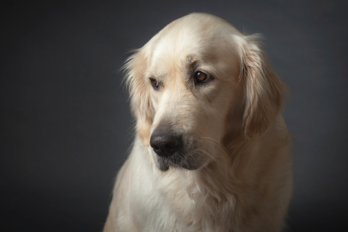 Bit sad looking but cute Golden Retriever