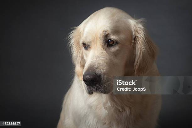 Retrato Da Triste Cão - Fotografias de stock e mais imagens de Golden Retriever - Golden Retriever, Tristeza, Cabeça de animal