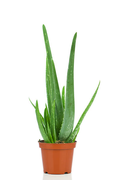 Aloe Vera in the pot stock photo