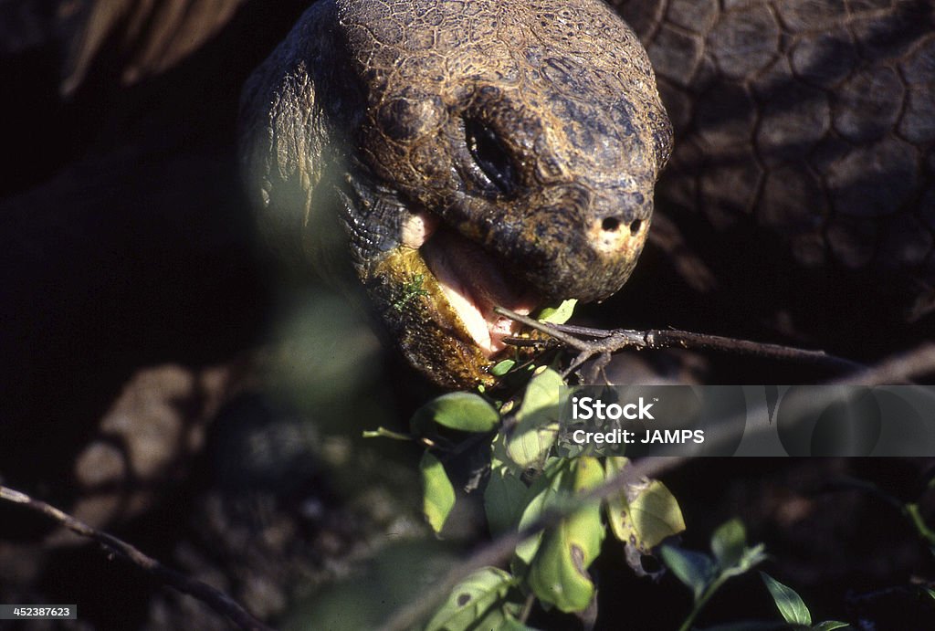 Galapagos Tortoise_10 Feeding. Charles Darwin Research Station Stock Photo