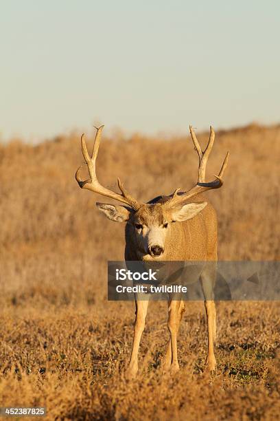 Nice Mule Deer Buck Stock Photo - Download Image Now - Animal, Animal Wildlife, Animals In The Wild