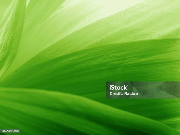 Green Petals Stock Photo - Download Image Now - Green Background, Leaf, Abstract