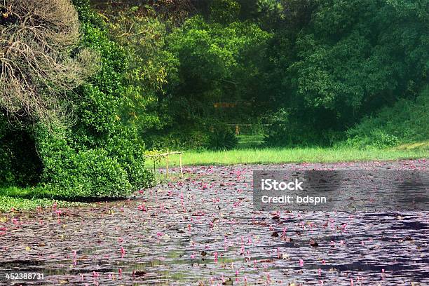 Famous Water Lily Lake Stock Photo - Download Image Now - Dhaka, University, Asia